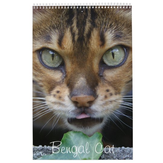 ベンガル美しく美しい猫年 カレンダー Zazzle Co Jp