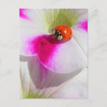 赤い ペチュニアポストカード Zazzle Co Jp