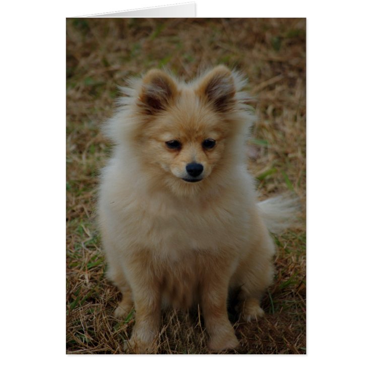 ポメラニア犬犬かわいい犬の品種小さい犬のトイドッグ Zazzle Co Jp