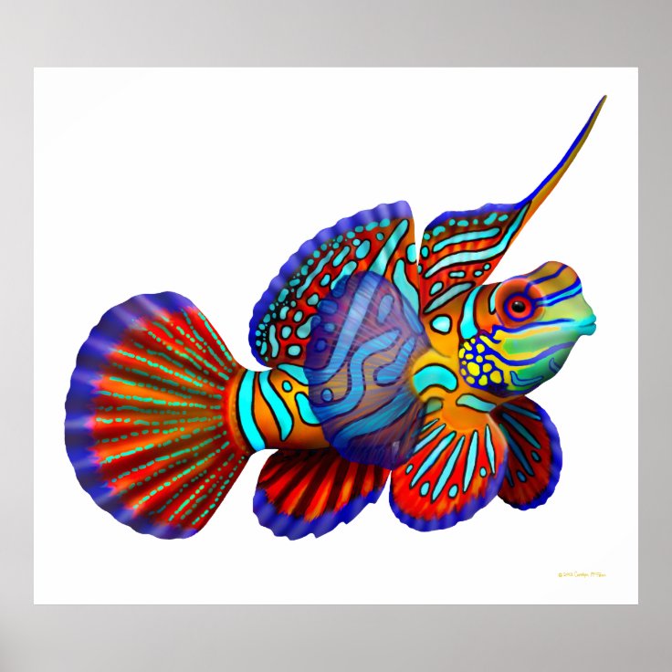 マンダリンのdragonetのハゼの魚ポスター ポスター Zazzle Co Jp