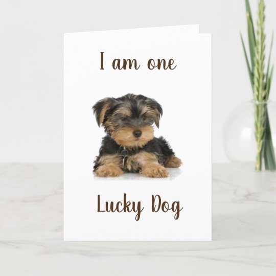 ヨークシャーテリアは一匹の幸運な犬 誕生日が望む カード Zazzle Co Jp