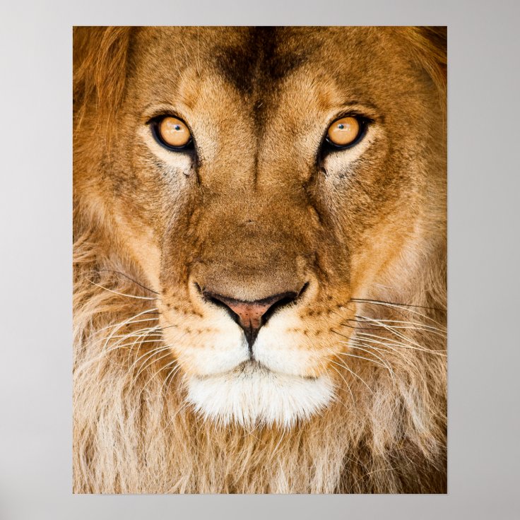 ライオンの顔のクローズアップ ポスター Zazzle Co Jp