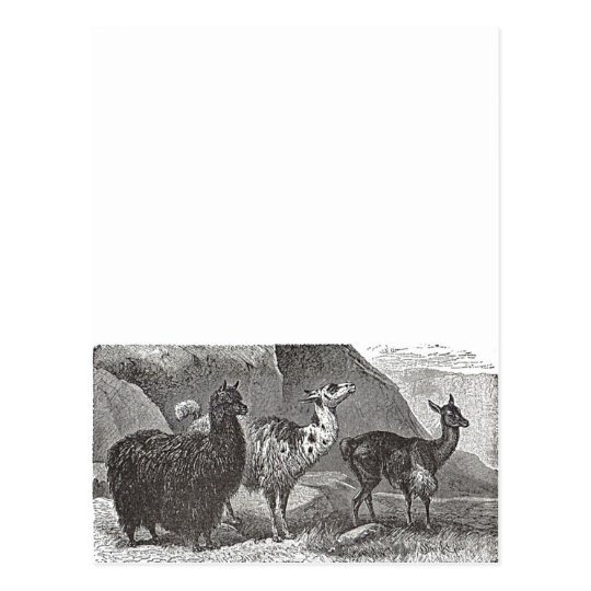 ラマのアルパカの白黒イラストレーション ポストカード Zazzle Co Jp