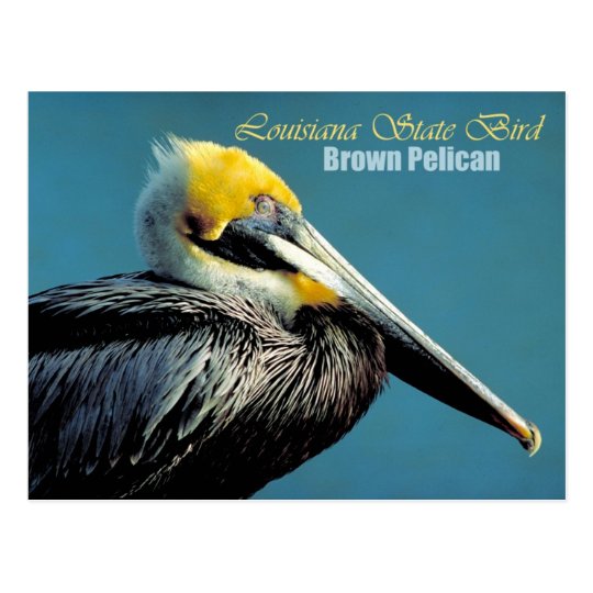 ルイジアナの州鳥 ブラウンのペリカン ポストカード Zazzle Co Jp