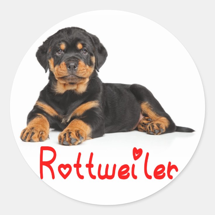 ロットワイラーの子犬と黒犬の赤い愛 ラウンドシール Zazzle Co Jp
