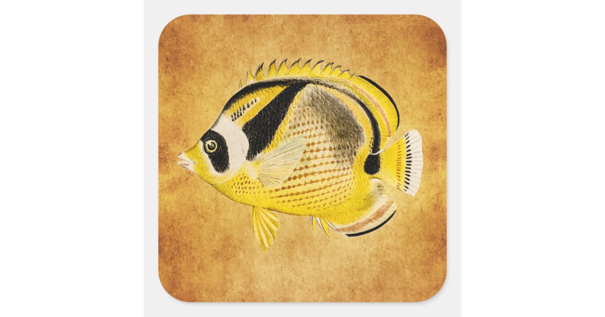 ヴィンテージのアライグマの蝶魚 旧式なハワイアン スクエアシール Zazzle Co Jp ヴィンテージのアライグマの蝶魚 旧式なハワイアン スクエアシール Zazzle Co Jp