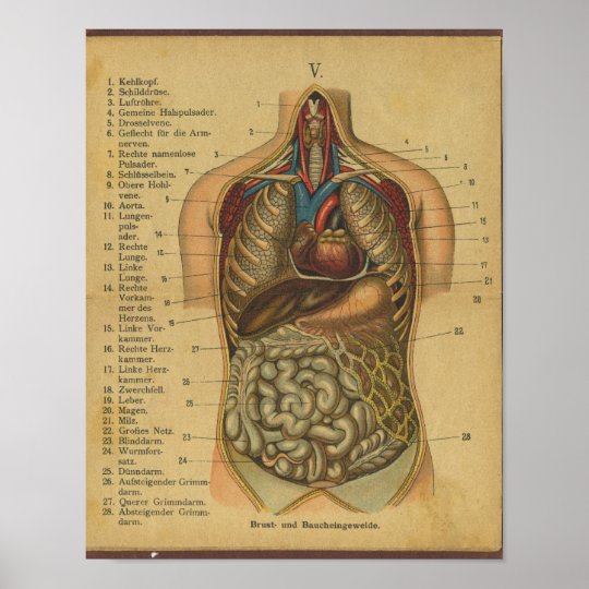 ヴィンテージのドイツの解剖学のプリントの内臓 ポスター Zazzle Co Jp
