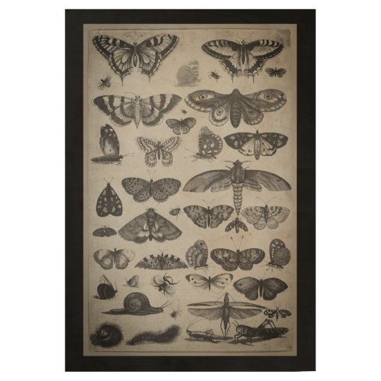 ヴィンテージの昆虫学のチョウ目の昆虫ポスター ウッドポスター Zazzle Co Jp