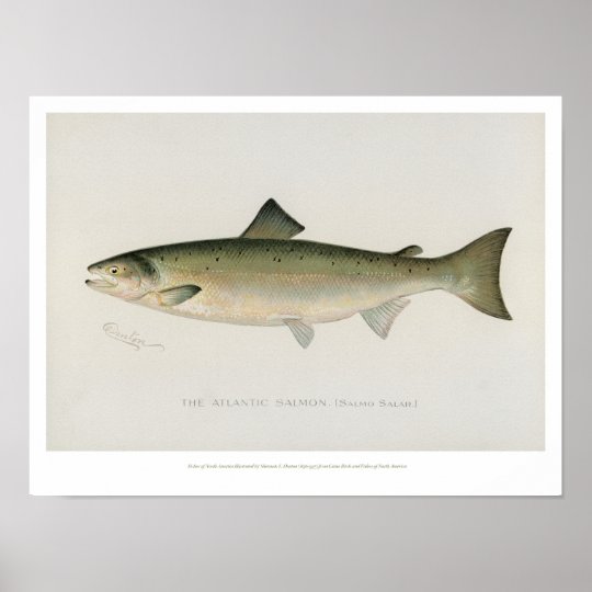 ヴィンテージの魚 大西洋サケ ポスター ポスター Zazzle Co Jp