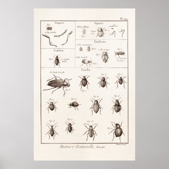ヴィンテージの19世紀の昆虫の虫のカブトムシのイラストレーション ポスター Zazzle Co Jp