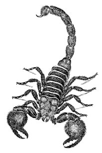 蠍アート Zazzle Co Jp