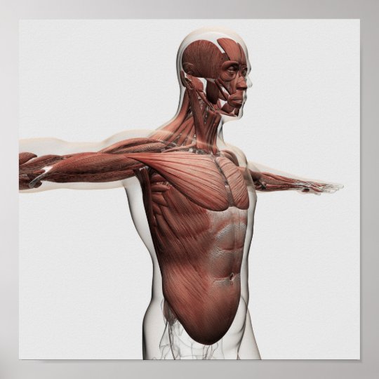 上体 側面図の男性筋肉の解剖学 ポスター Zazzle Co Jp