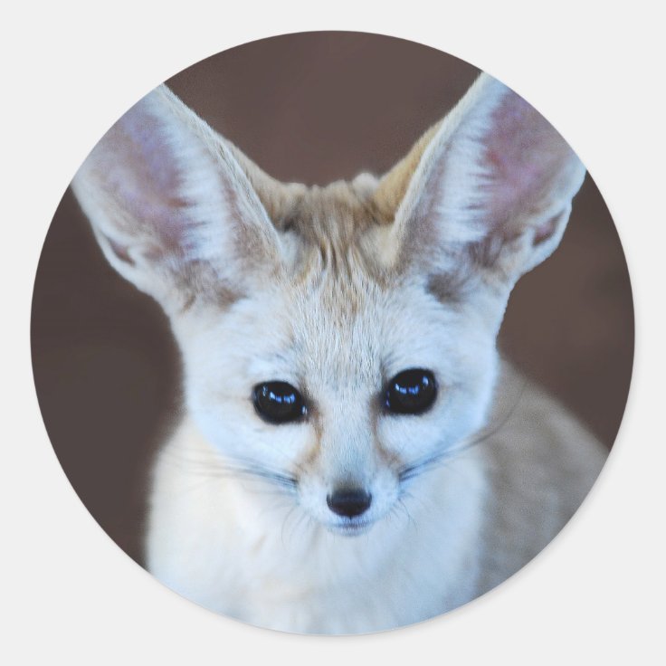 世界の最もかわいいfennecのキツネ ラウンドシール Zazzle Co Jp