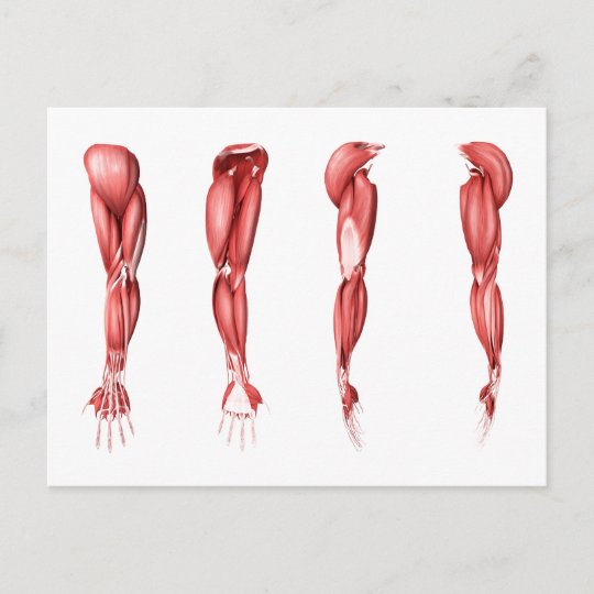 人間の腕筋肉の医学のイラストレーション ポストカード Zazzle Co Jp
