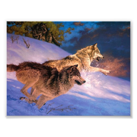 冬の二匹の灰色の狼の自然 フォトプリント Zazzle Co Jp