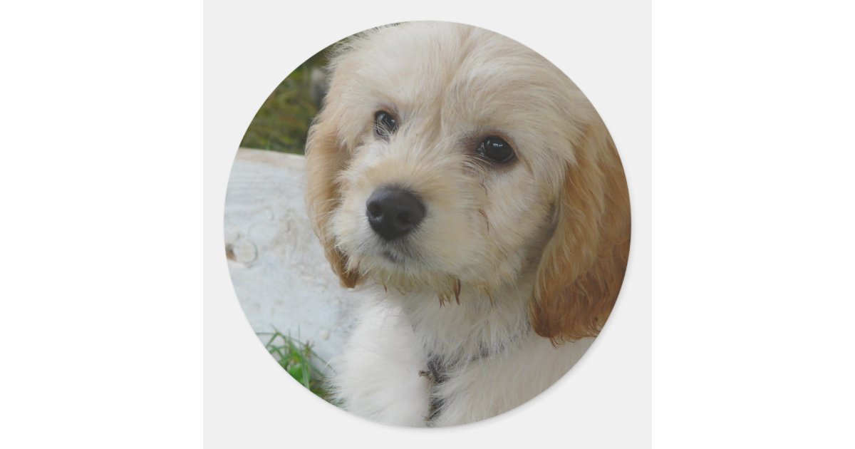 初恋 かわいいmaltipoo犬の写真 ラウンドシール Zazzle Co Jp 初恋 かわいいmaltipoo犬の写真 ラウンドシール Zazzle Co Jp