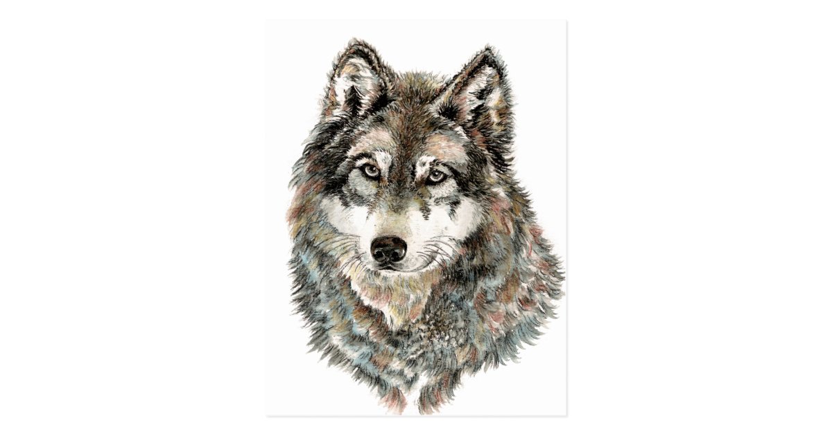 名前をカスタムするまたは文字のオオカミの水彩画動物 ポストカード Zazzle Co Jp