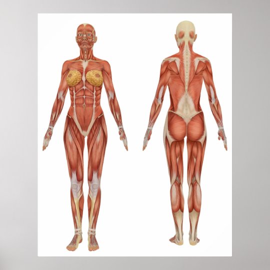 女性の筋肉解剖学の前部および背面図 ポスター Zazzle Co Jp