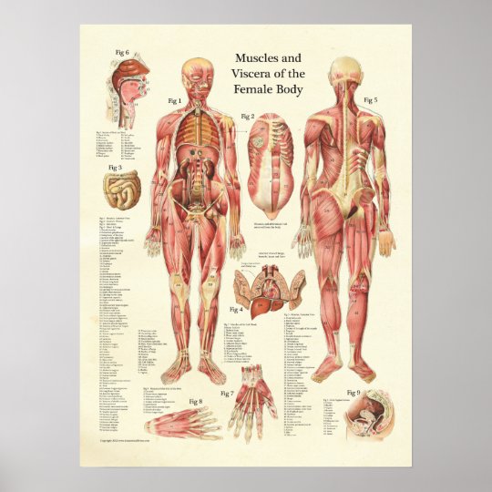 女性の解剖学ポスターの筋肉そしてviscera ポスター Zazzle Co Jp