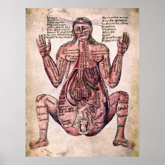 妊婦c 14世紀の解剖学 ポスター Zazzle Co Jp