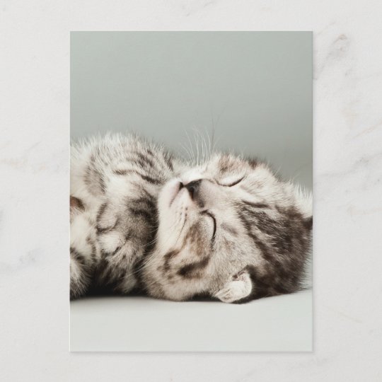 子猫 猫 かわいいタビー猫 かわいい猫 かわいい子猫 ポストカード Zazzle Co Jp