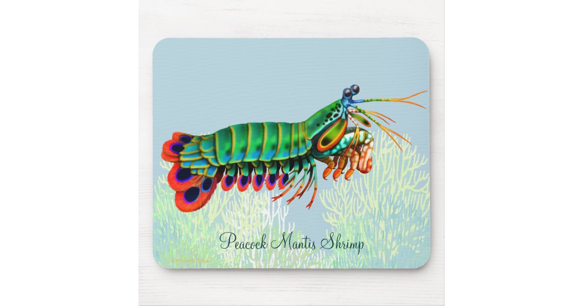 孔雀のシャコ目礁動物のマウスパッド マウスパッド Zazzle Co Jp