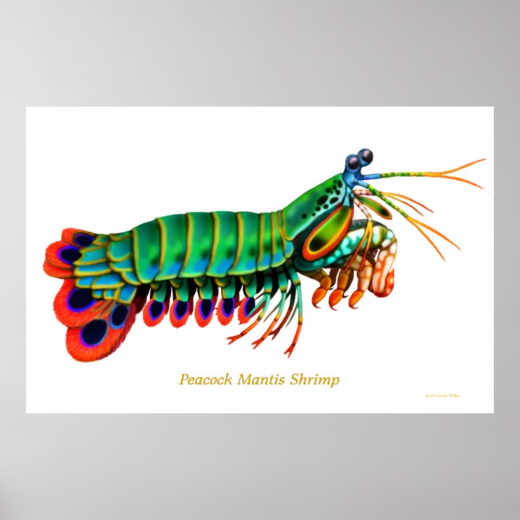 孔雀のシャコ目礁動物ポスター ポスター Zazzle Co Jp