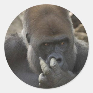 バナナ ナナ ゴリラ リラギフト ギフトアイデア Zazzle Co Jp バナナ ナナ ゴリラ リラギフト ギフトアイデア Zazzle Co Jp