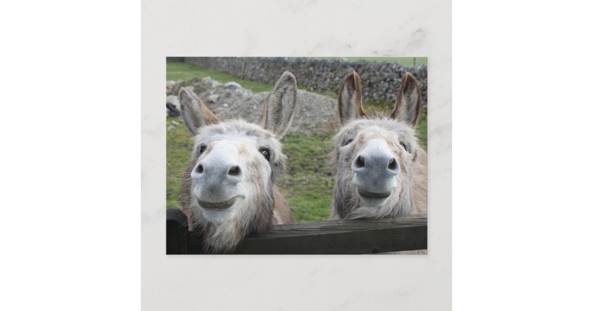 微笑のろば ポストカード Zazzle Co Jp