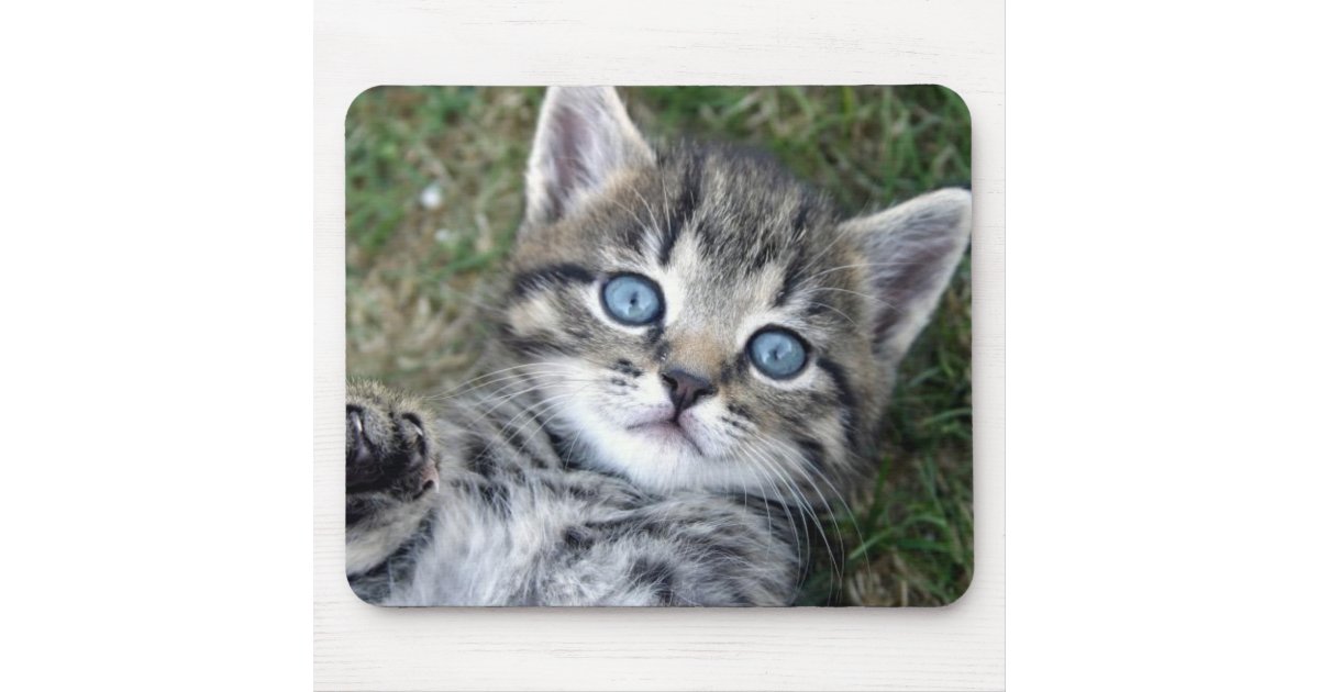 愛らしい青い目の銀製の虎猫の子ネコのマウスパッド マウスパッド Zazzle Co Jp