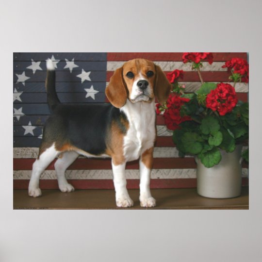 愛国心が強いビーグル犬 ポスター Zazzle Co Jp