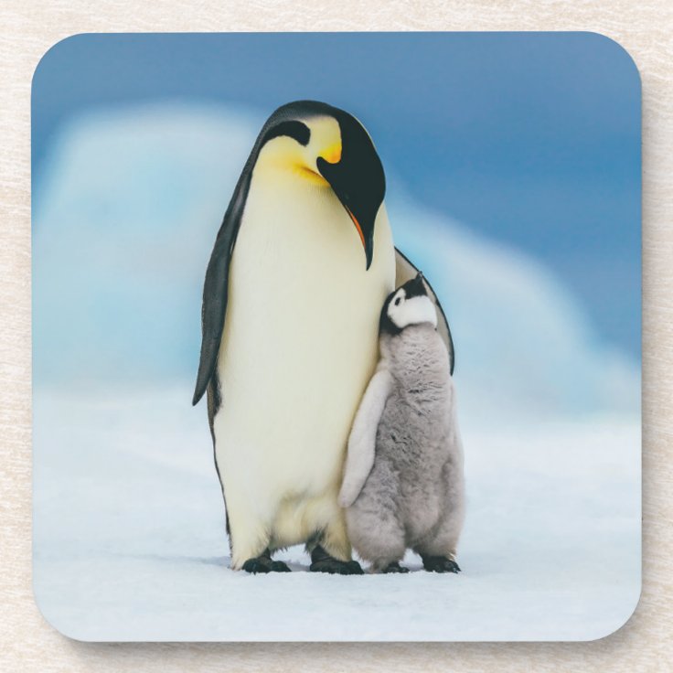 最も可愛い赤ん坊の動物 皇帝ペンギン シック コースター Zazzle Co Jp