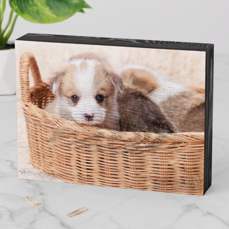 最も可愛い赤ん坊の動物 Corgi Tiny Puppy ウッドボックスサイン Zazzle Co Jp