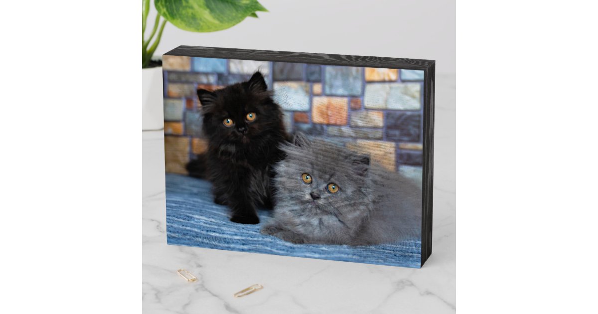 最も可愛い赤ん坊の動物 Persian Kittens On Blanケット ウッドボックスサイン Zazzle Co Jp
