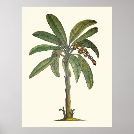 植物のバナナの木 ポスター Zazzle Co Jp