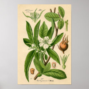 セイヨウカリンギフト ギフトアイデア Zazzle Co Jp