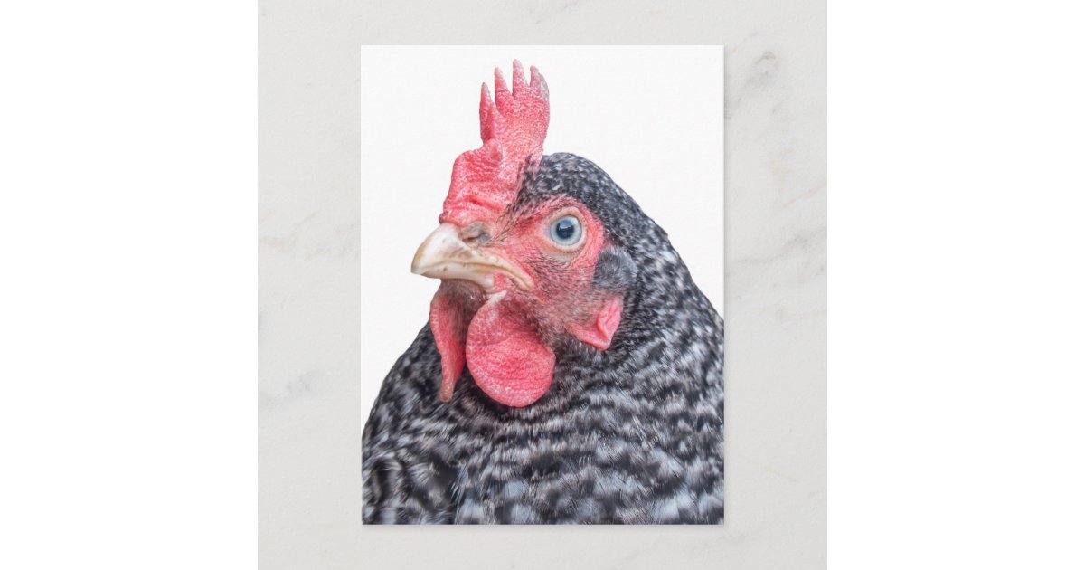 気難しい鶏のおもしろいな眉をひそめる雌鶏の写真 ポストカード Zazzle Co Jp