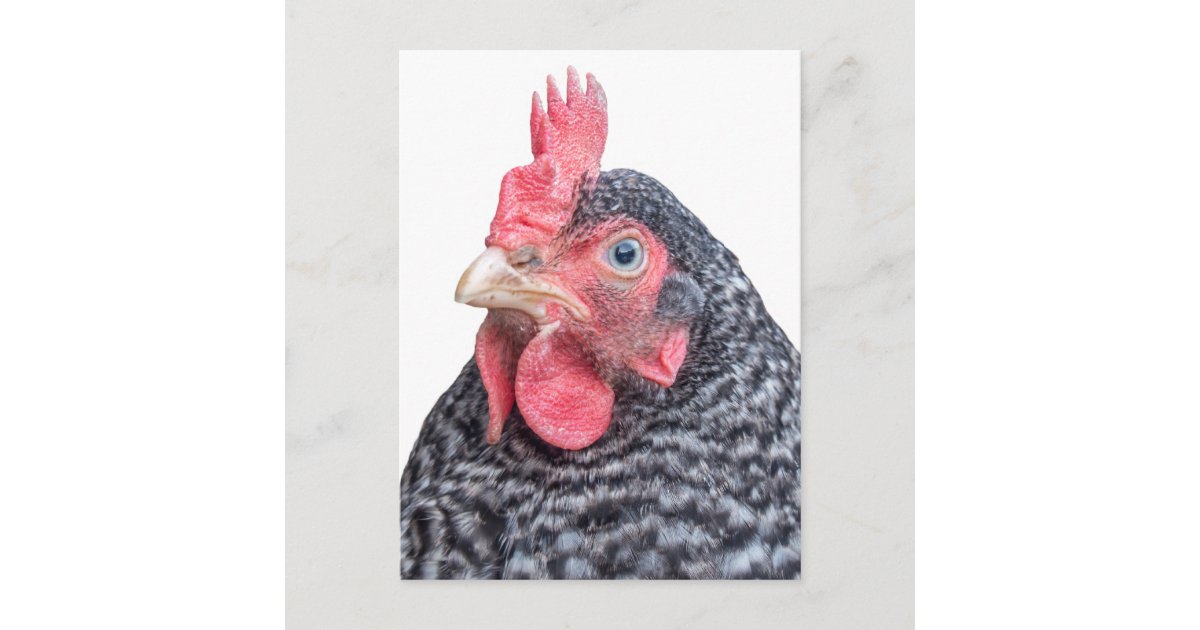気難しい鶏のおもしろいな眉をひそめる雌鶏の写真 ポストカード Zazzle Co Jp 気難しい鶏のおもしろいな眉をひそめる雌鶏の写真 ポストカード Zazzle Co Jp