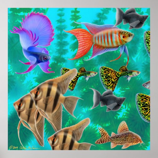 淡水のアクアリウムの魚ポスター ポスター Zazzle Co Jp