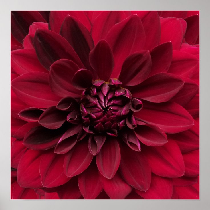 深紅のダリアの芸術 アラビアンナイトの花 ポスター Zazzle Co Jp
