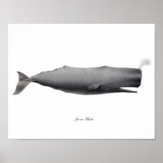 灰色の白黒芸術のプリントのマッコウクジラ 12 ポスター Zazzle Co Jp