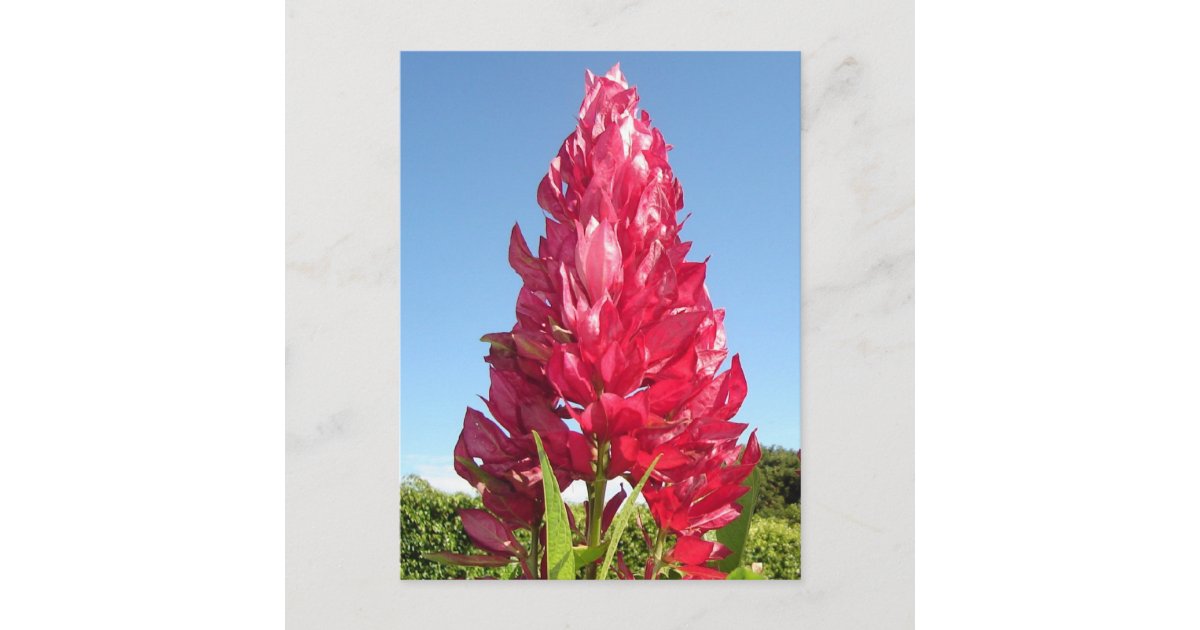 炎の花 垂直 ポストカード Zazzle Co Jp