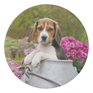 動物 動物 ビーグル 犬 ビーグル 犬 子犬 犬 かわいい 子犬 子犬オフィス スクール Zazzle Co Jp