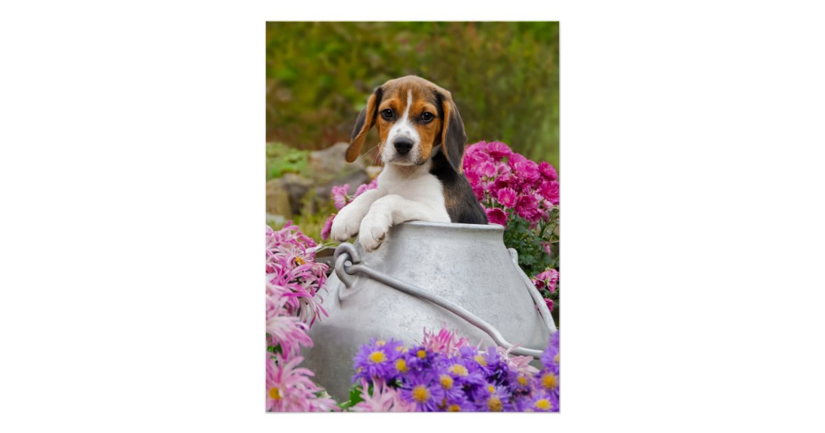 牛乳容器の写真撮影のかわいいビーグル犬犬の子犬 ポスター Zazzle Co Jp