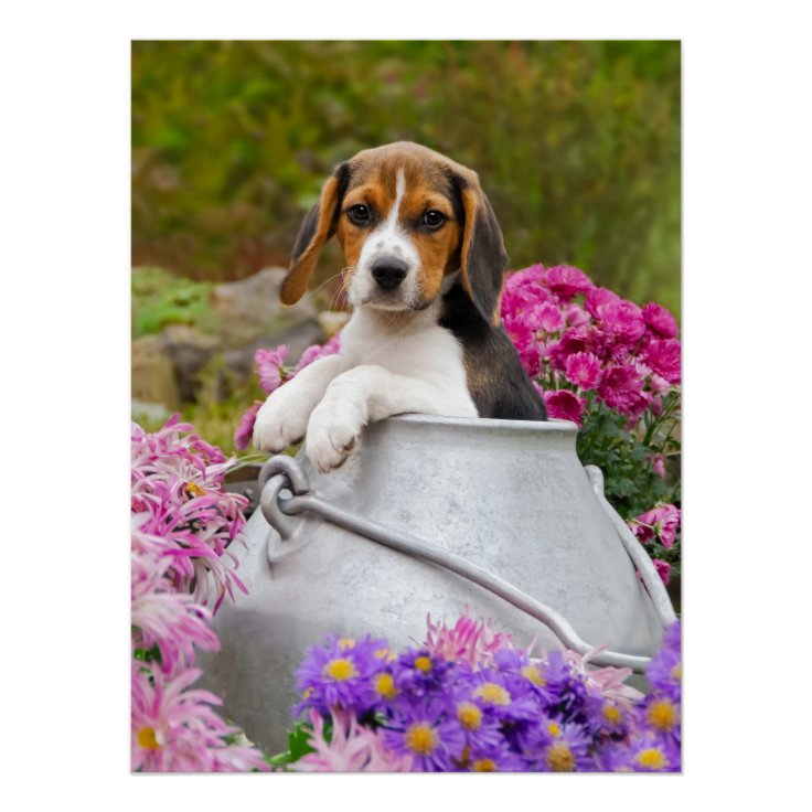 牛乳容器の写真撮影のかわいいビーグル犬犬の子犬 ポスター Zazzle Co Jp