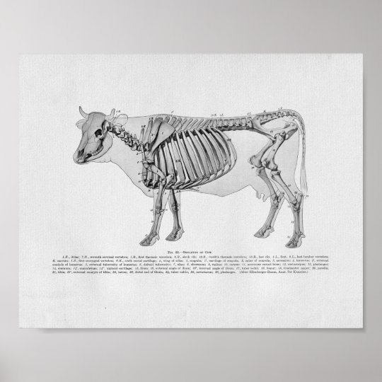 牛骨格解剖学のヴィンテージのプリント ポスター Zazzle Co Jp