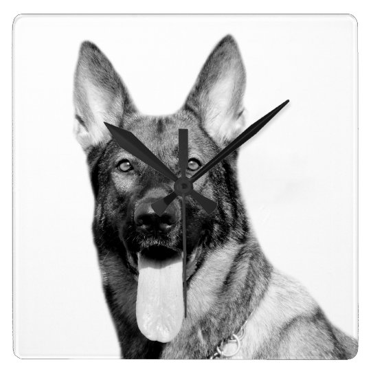 犬のジャーマン シェパード動物ペット写真の白黒 スクエア壁時計 Zazzle Co Jp