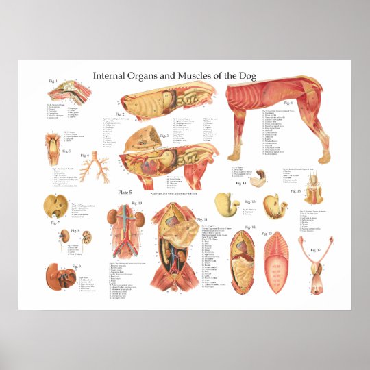 犬の内臓の解剖学ポスター図表 ポスター Zazzle Co Jp