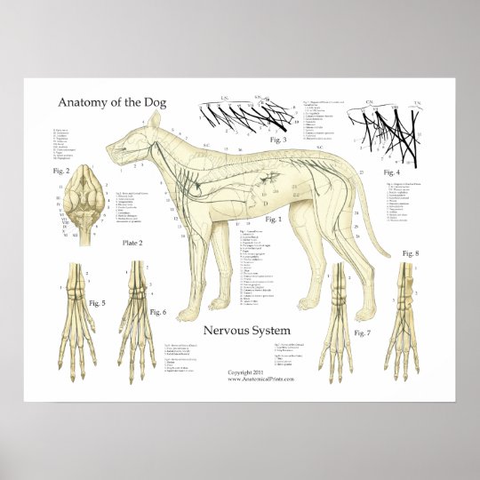 犬の神経系の解剖学ポスター図表 ポスター Zazzle Co Jp