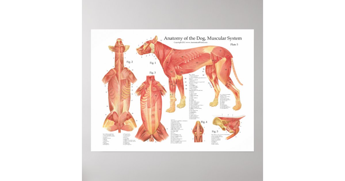 犬の筋肉解剖学ポスター図表 ポスター Zazzle Co Jp
